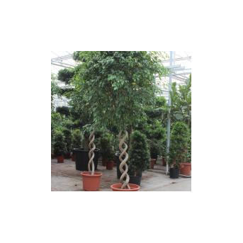 Ficus "Benjamina Exotica" , Hauteur : 350 cm
