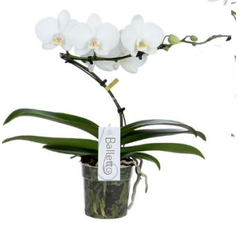 Phalaenopsis Multi. Blanc "Balleto" , Hauteur : 45 cm