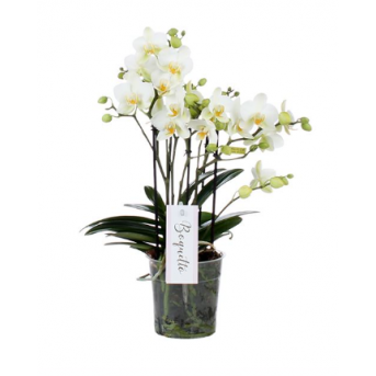 Phalaenopsis Multi. Blanc "Boquetto" , Hauteur : 45 cm