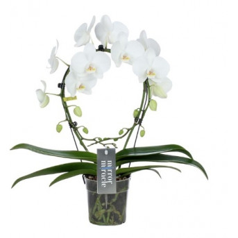 Phalaenopsis Multi. Blanc "Mirror Miracle" , Hauteur : 50 cm