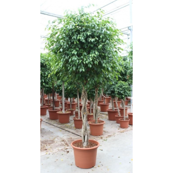 Ficus "Benjamina Exotica" , Hauteur : 270 cm