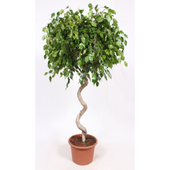 Ficus "Benjamina Exotica" , Hauteur : 170 cm