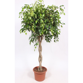 Ficus "Benjamina Exotica" , Hauteur : 180 cm