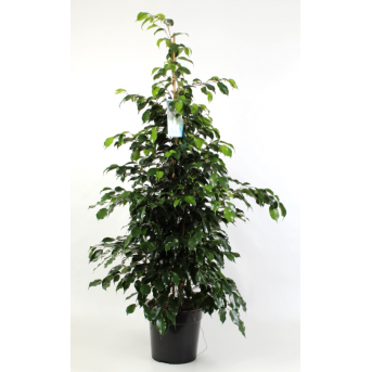 Ficus "Benjamina Danielle" 140 cm