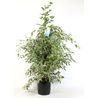 Ficus "Benjamina Starlight" 140 cm